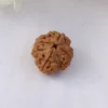 4 Mukhi Rudraksha