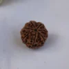 7 Mukhi Rudraksha