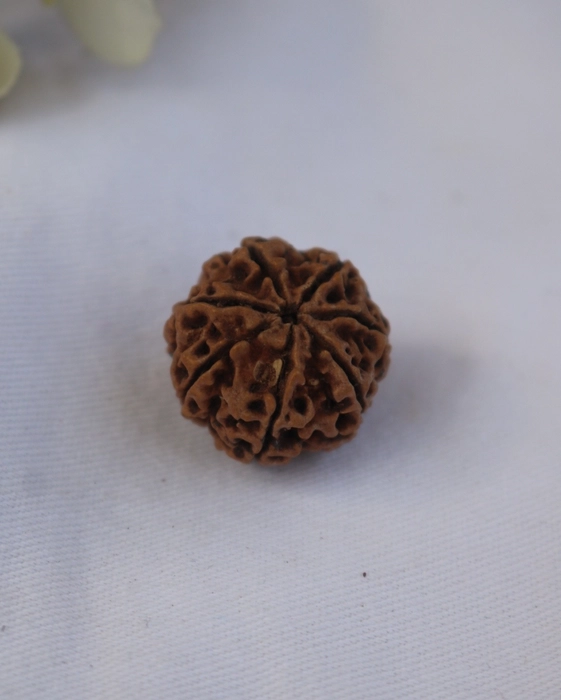 7 Mukhi Rudraksha