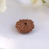 12 Mukhi Rudraksha