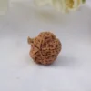 Ganesh Rudraksha