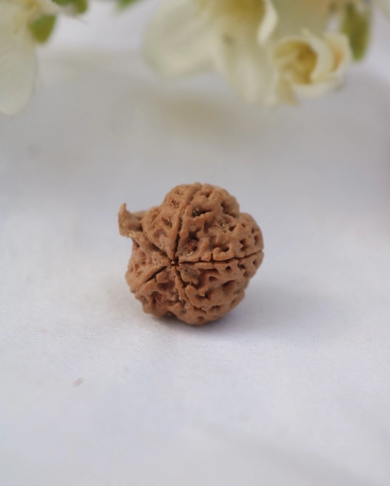 Ganesh Rudraksha