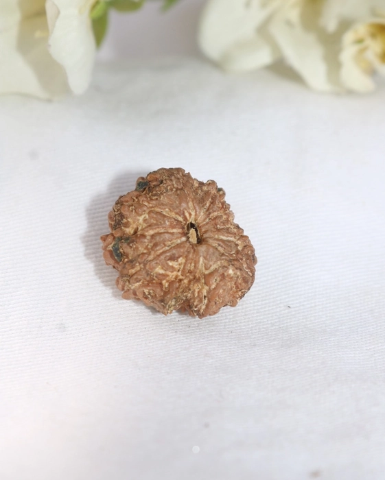 11 Mukhi Rudraksha