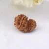 Gauri Shankar Rudraksha
