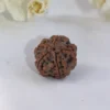 5 Mukhi Rudraksha