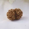 13 Mukhi Rudraksha