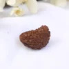 Half Moon Rudraksha