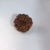 9 Mukhi Rudraksha