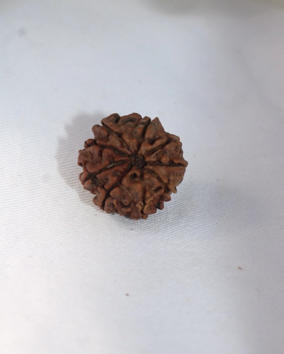 9 Mukhi Rudraksha