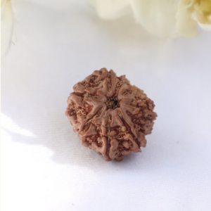 8 Mukhi Rudraksha