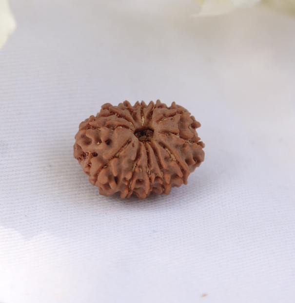 12 Mukhi Rudraksha